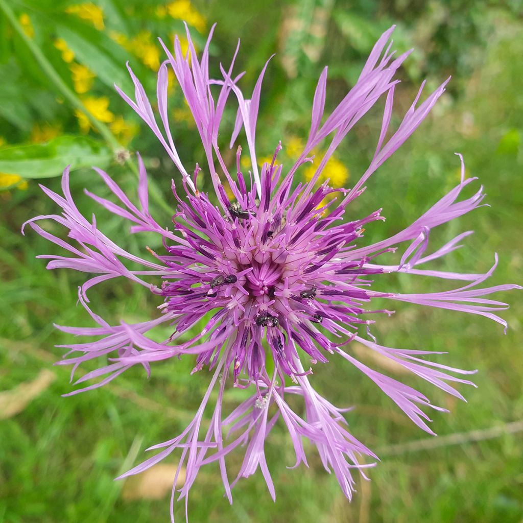 Graines de Centaurée scabieuse - Centaurea scabiosa