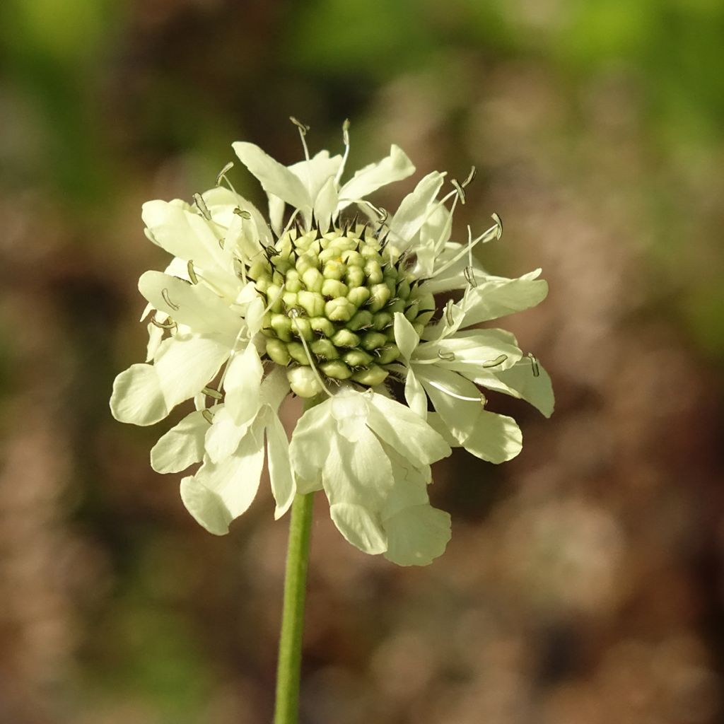 Cephalaria gigantea - Scabieuse géante