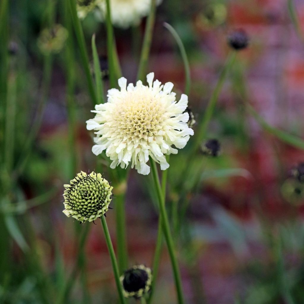 Cephalaria gigantea - Scabieuse géante