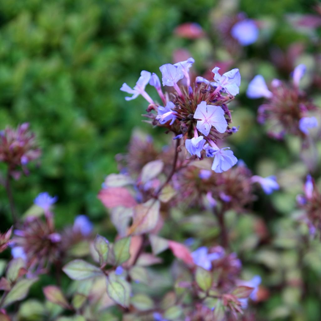 Ceratostigma willmottianum - Dentelaire