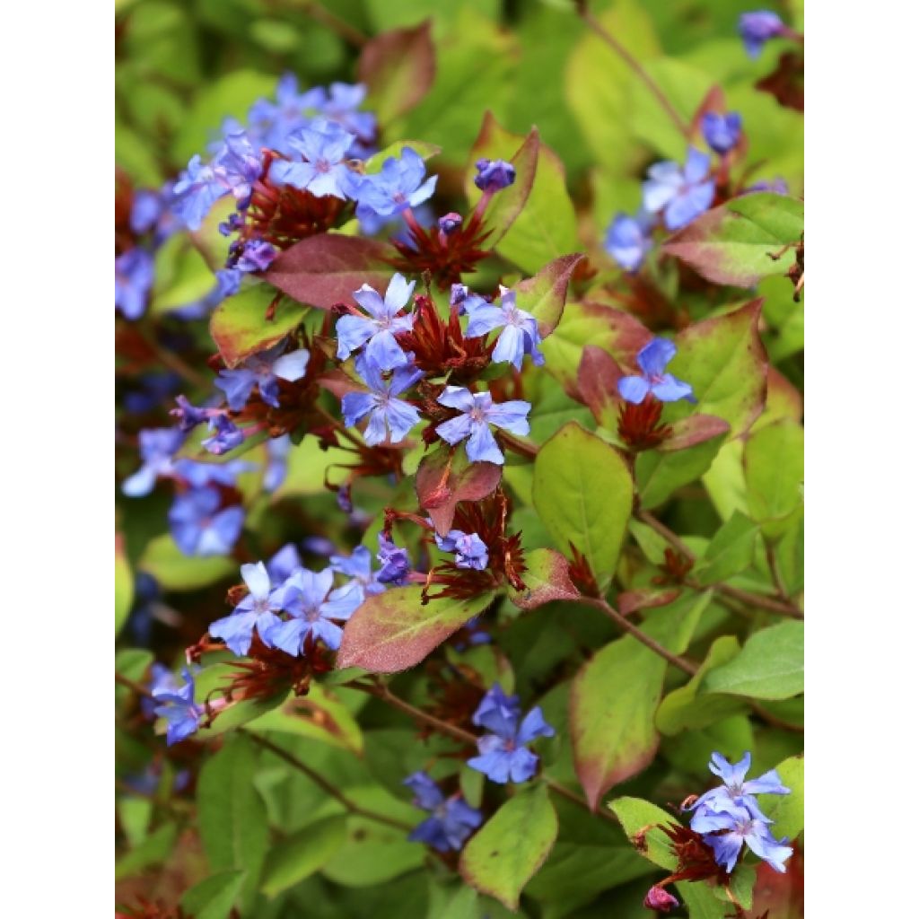 Ceratostigma plumbaginoides - Dentelaire