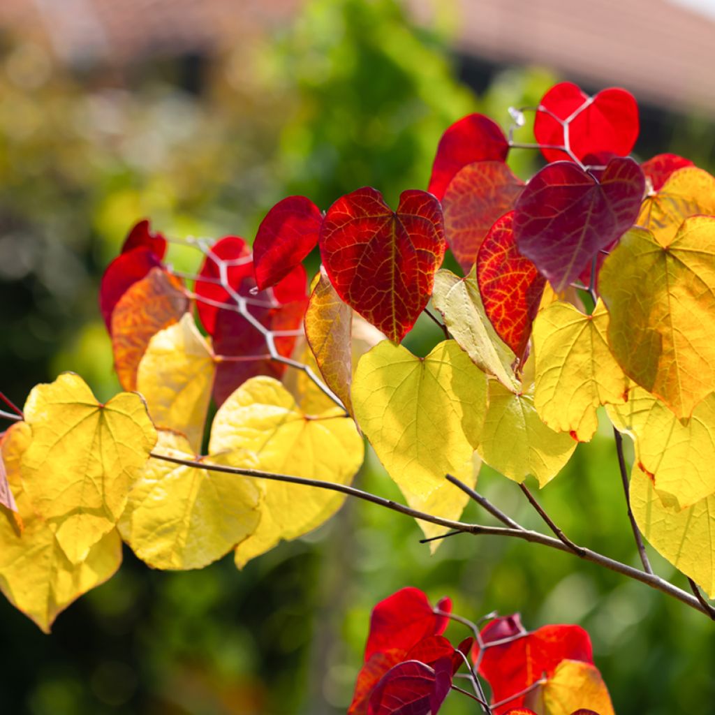 Cercis canadensis Eternal Flame - Gainier du Canada