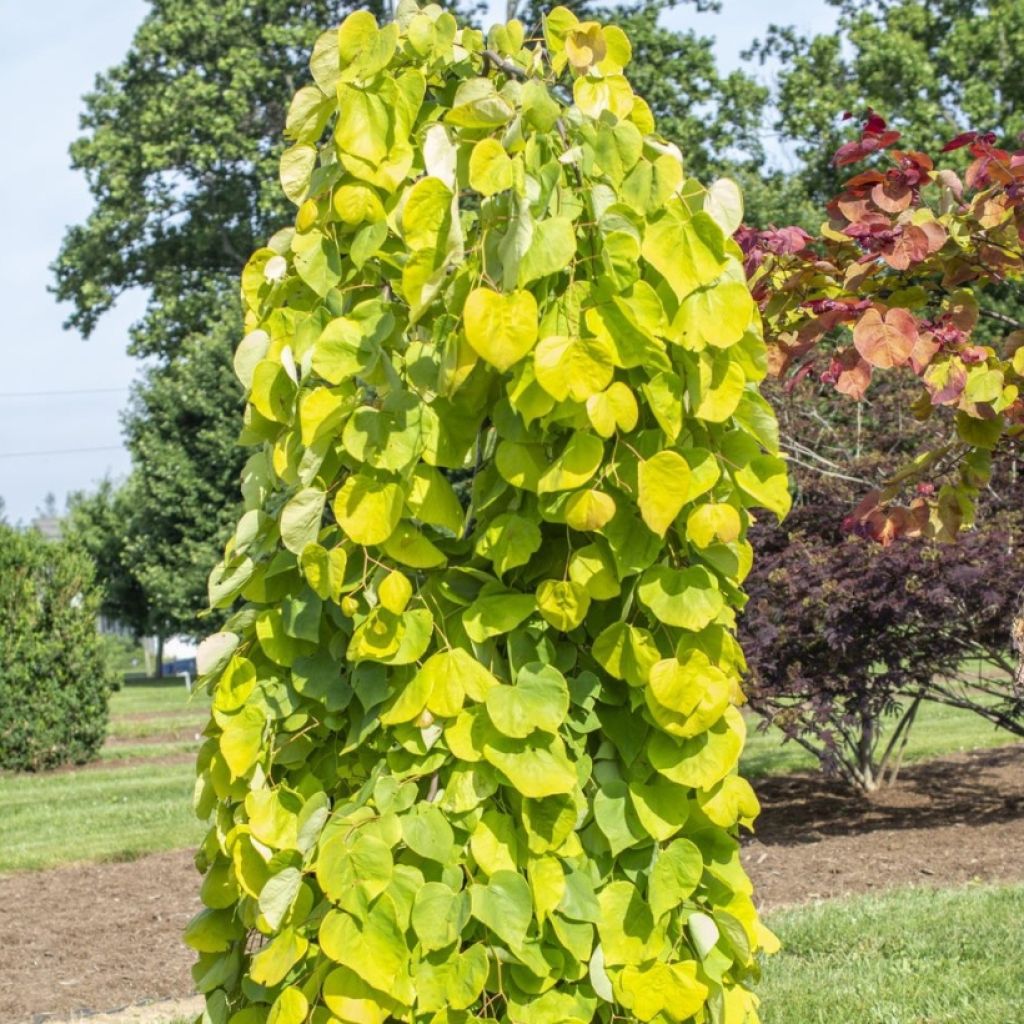 Cercis canadensis Golden Falls - Gainier du Canada