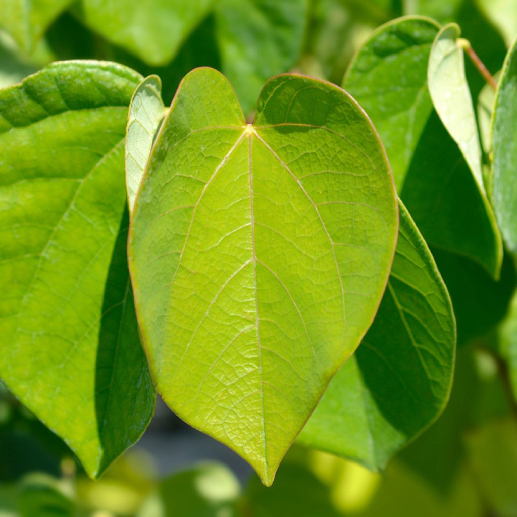 Cercis chinensis Avondale - Arbre de Judée