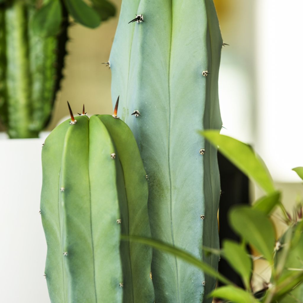 Cereus peruvianus - Cierge du Pérou