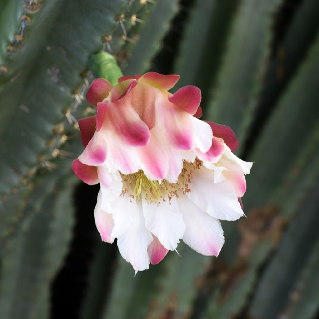 Cereus peruvianus - Cierge du Pérou