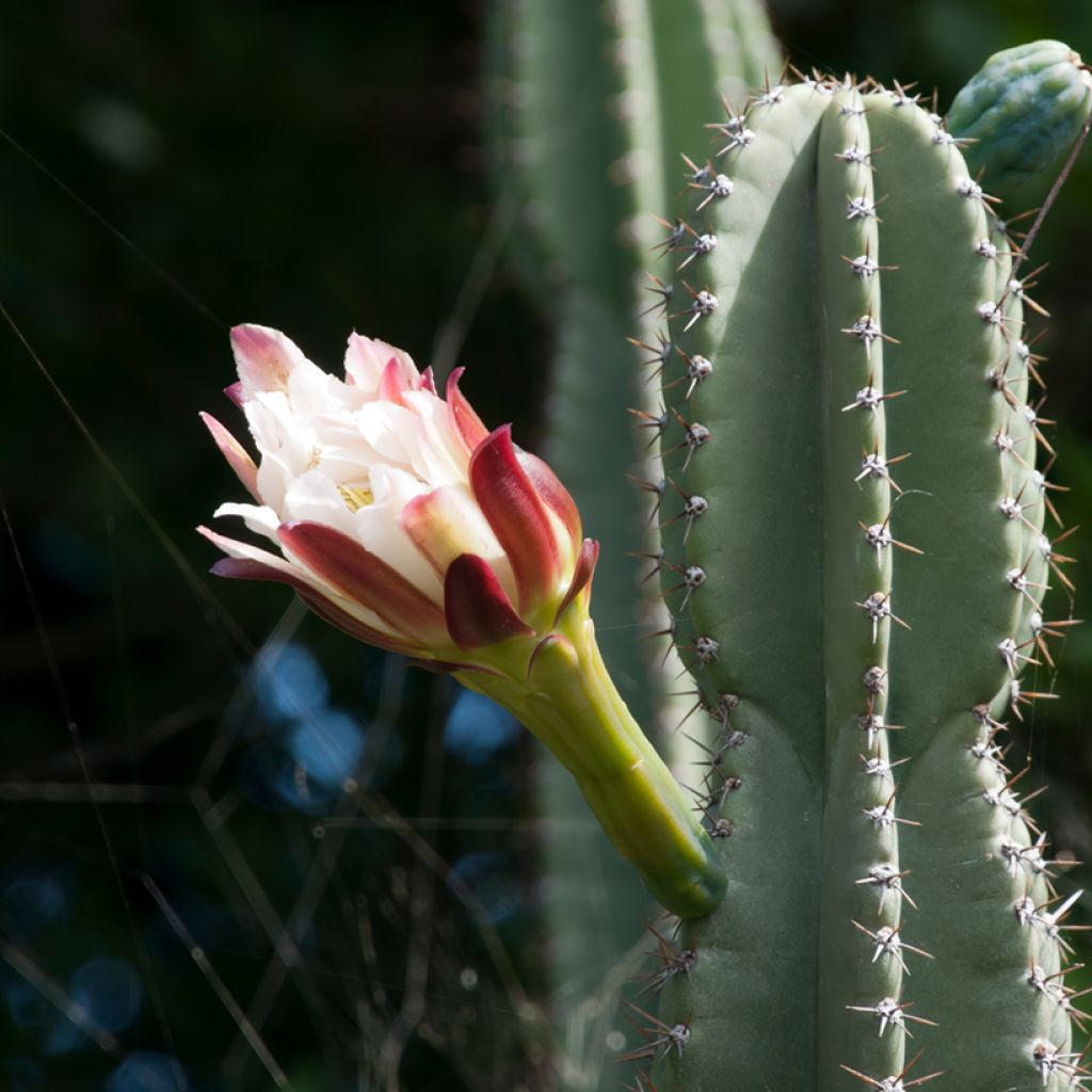 Cereus peruvianus - Cierge du Pérou