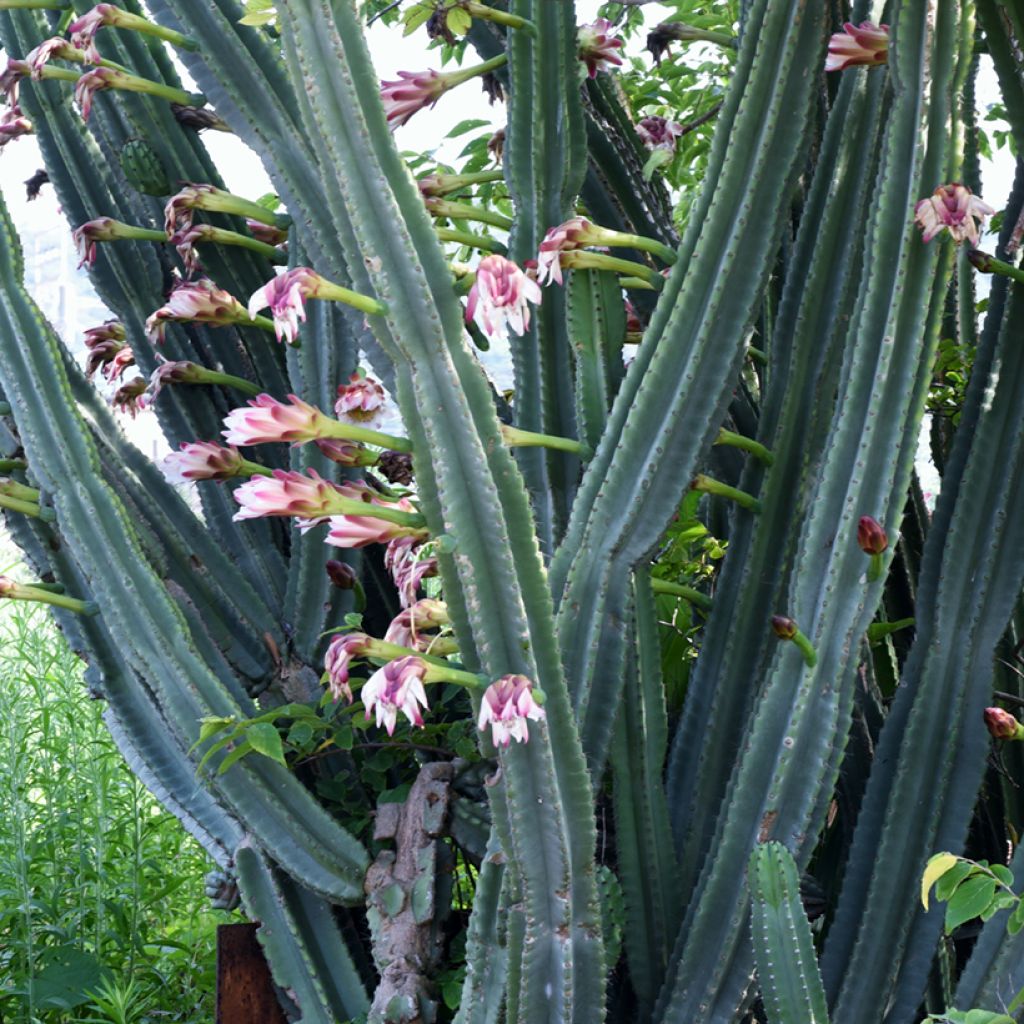 Cereus peruvianus - Cierge du Pérou