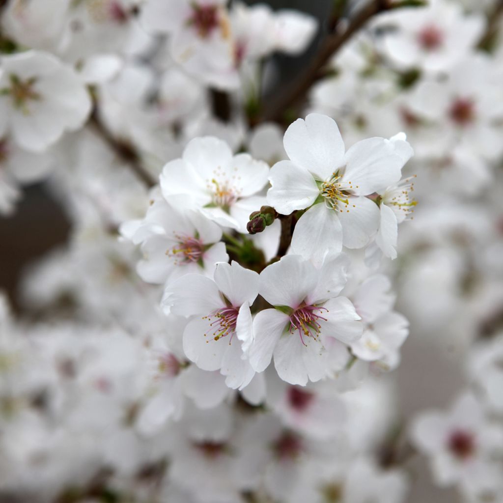 Cerisier à fleurs - Prunus Royal Flame