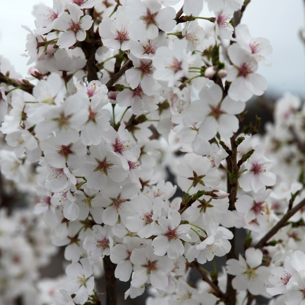 Cerisier à fleurs - Prunus Royal Flame