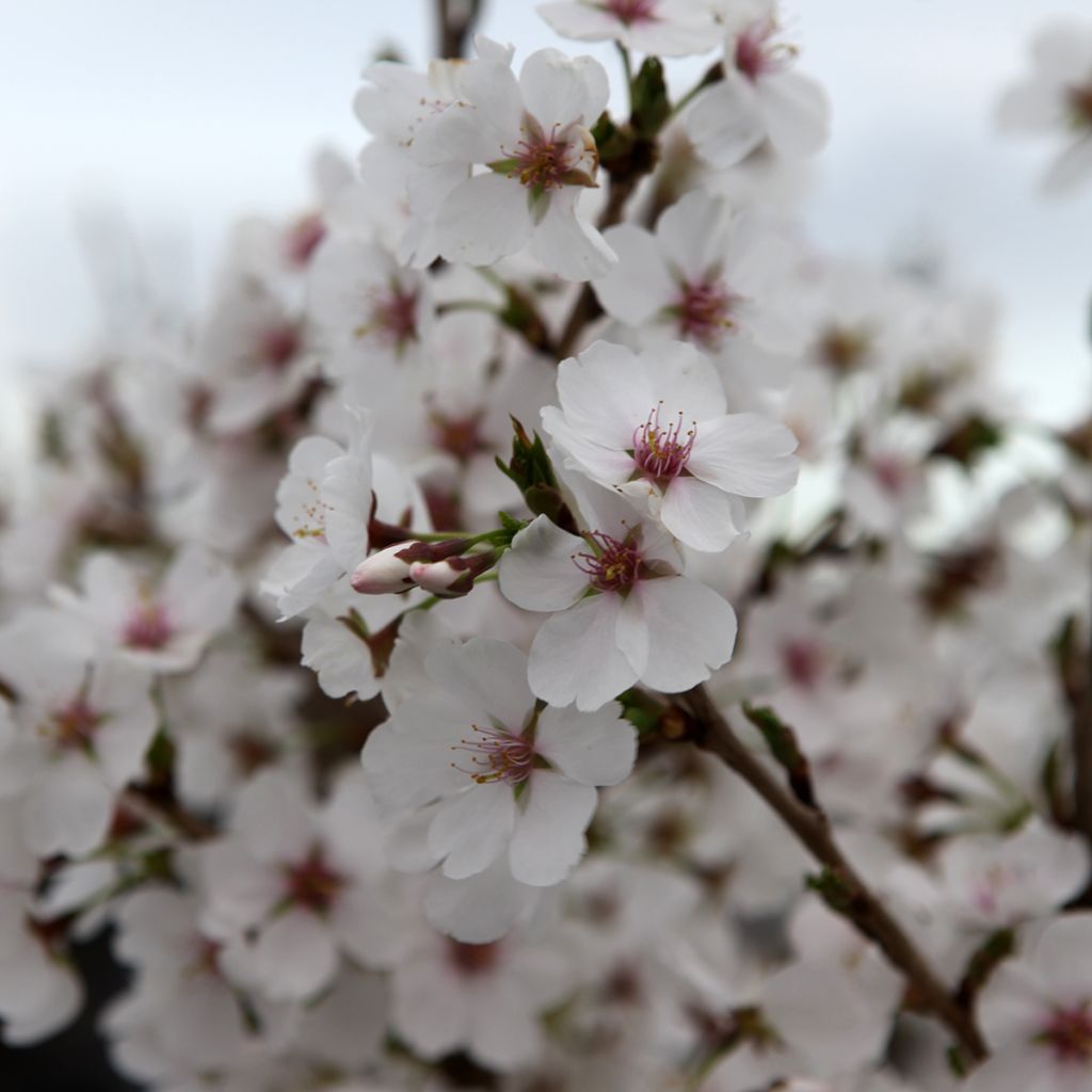 Cerisier à fleurs - Prunus Royal Flame