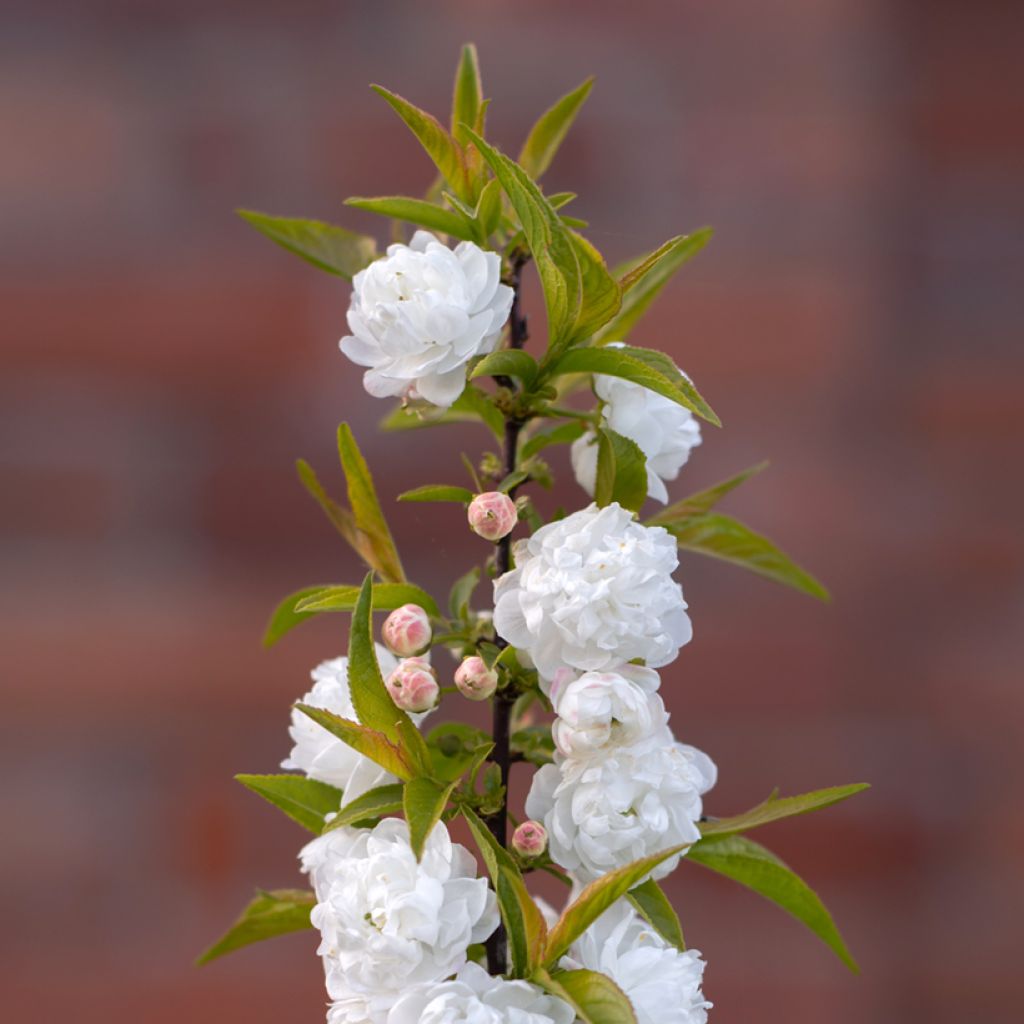 Cerisier à fleur - Prunus glandulosa Alba Plena
