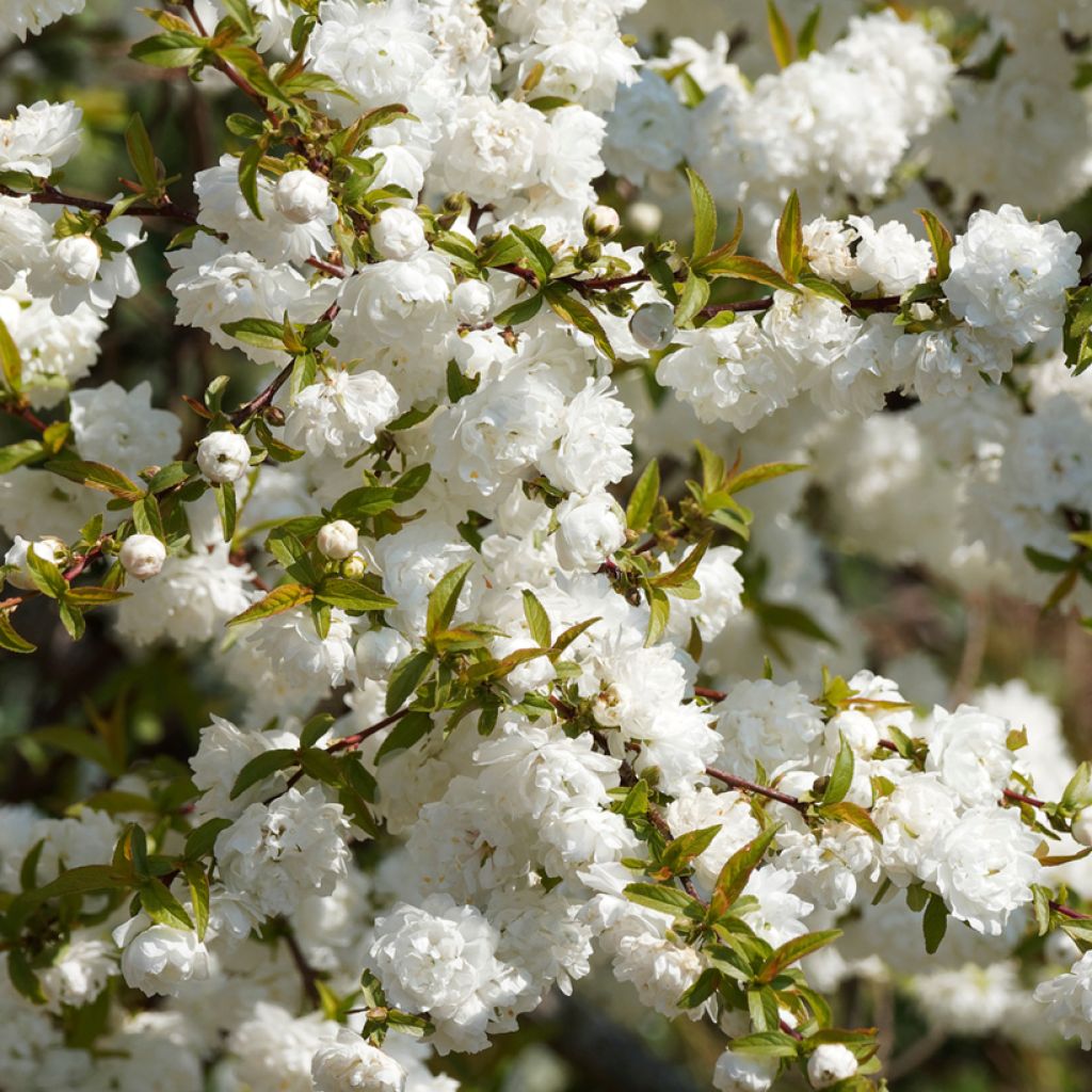 Cerisier à fleur - Prunus glandulosa Alba Plena