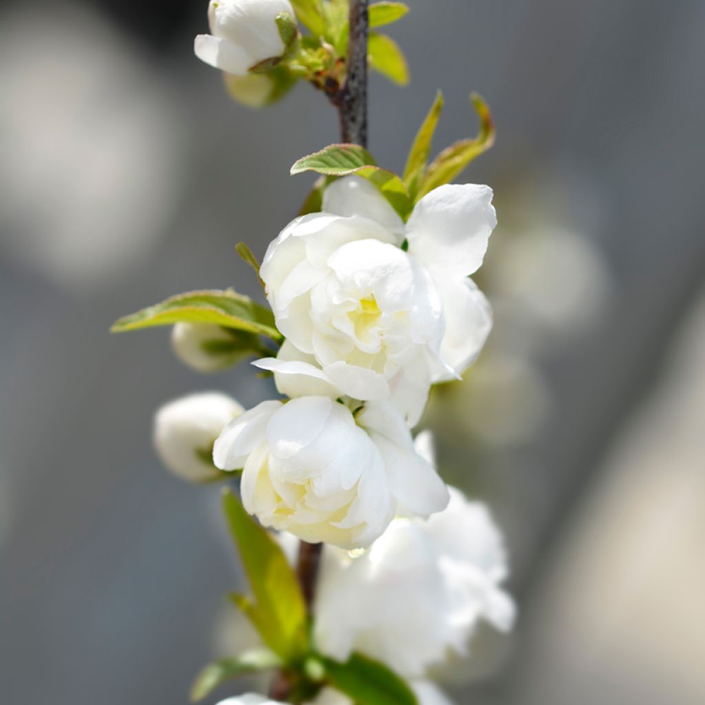 Cerisier à fleur - Prunus glandulosa Alba Plena