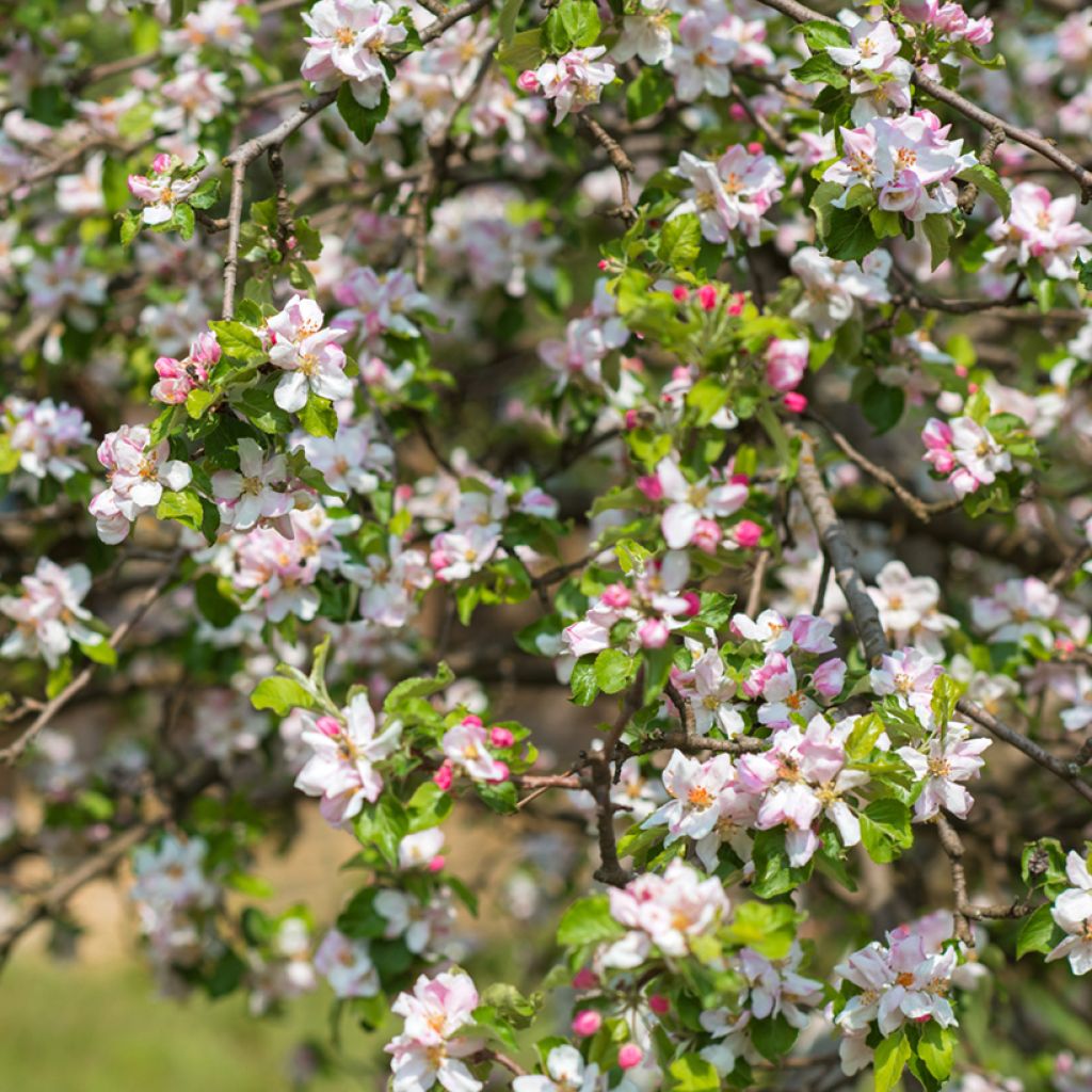 Prunier myrobolan - Prunus cerasifera