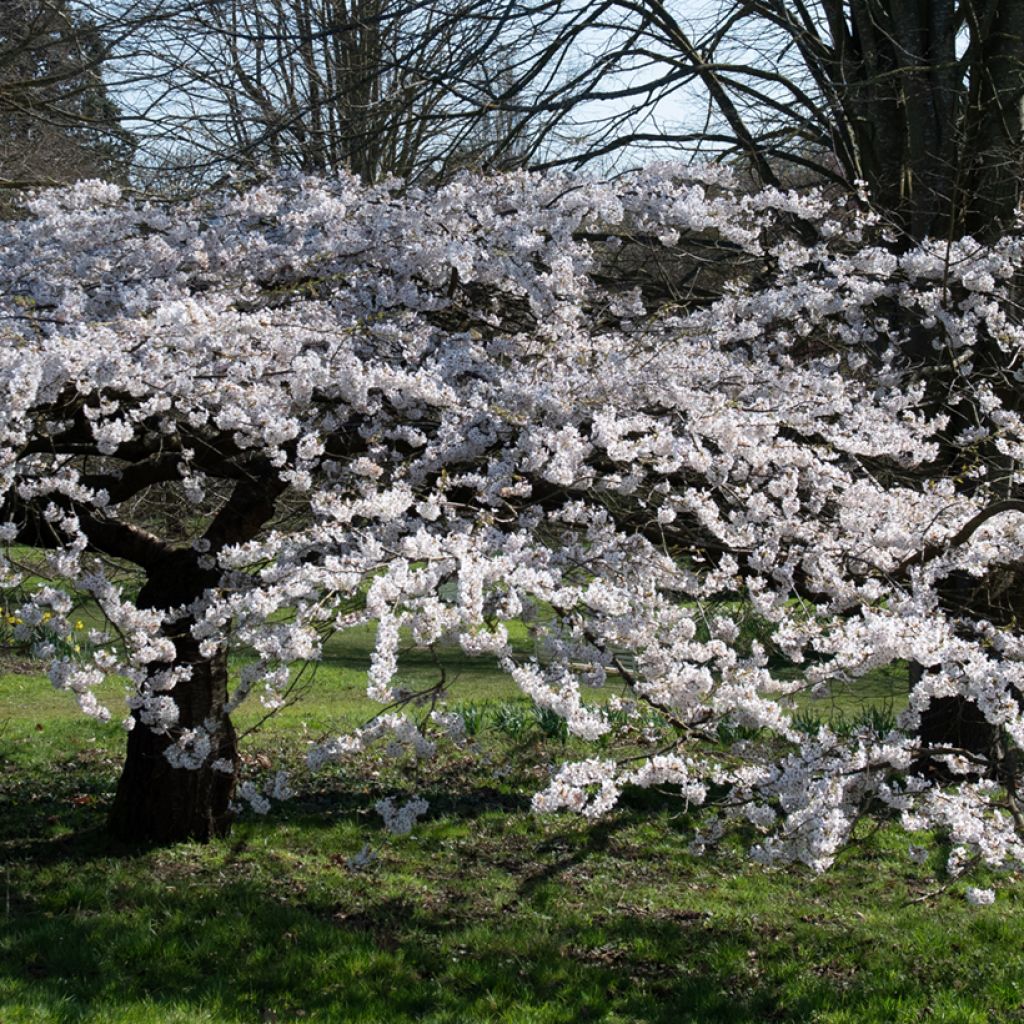 Cerisier à fleurs - Prunus Pandora