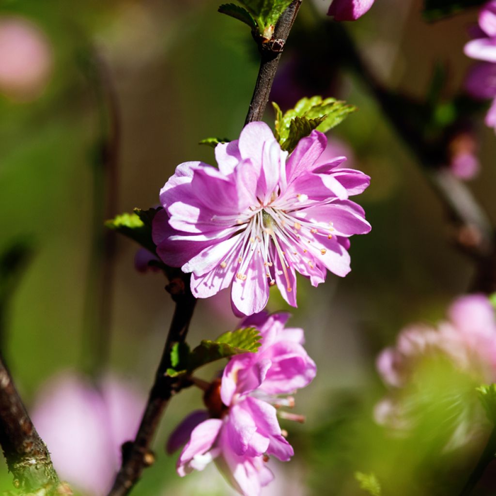 Cerisier à fleurs - Prunus glandulosa Rosea Plena