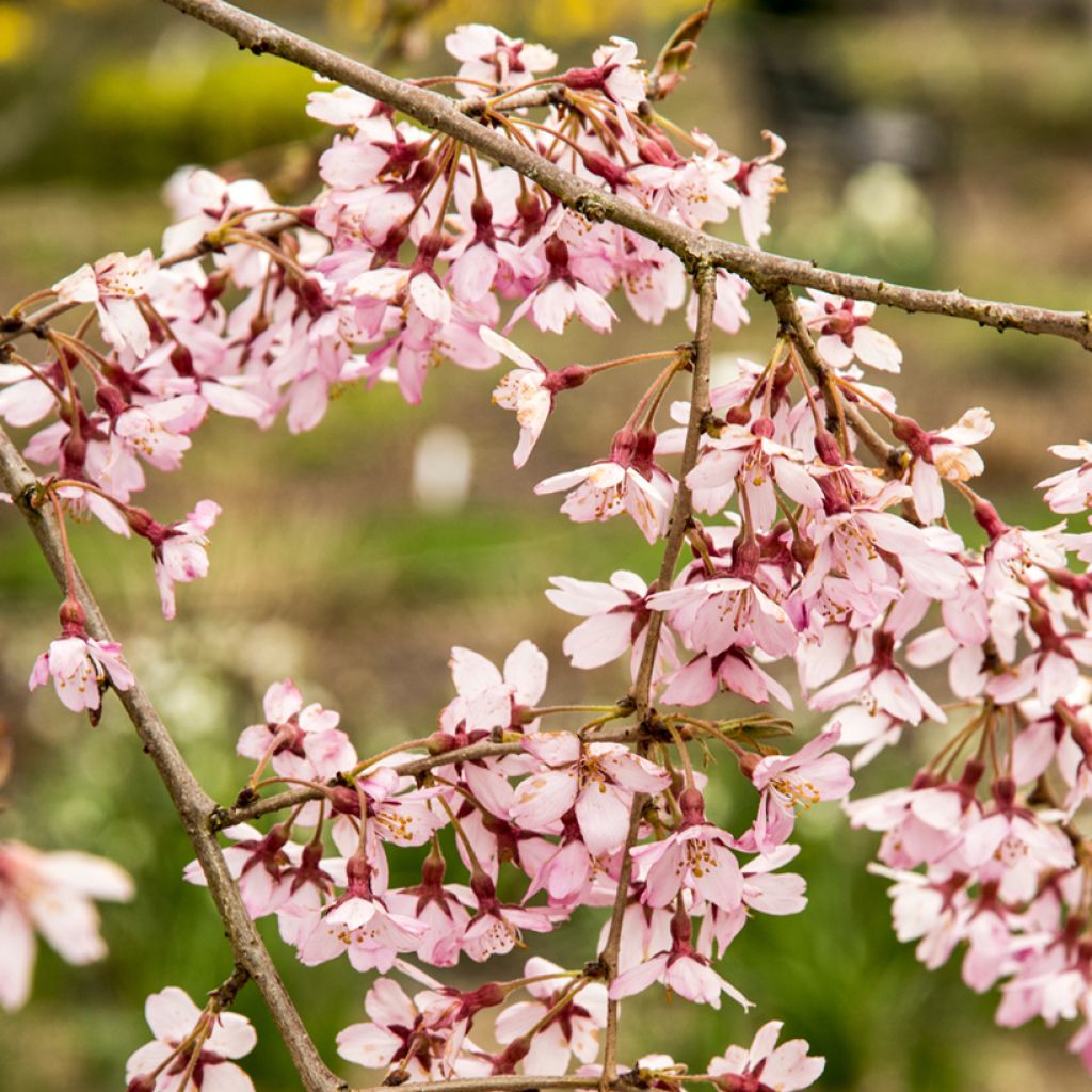 Cerisier à fleurs - Prunus subhirtella Pendula Rubra