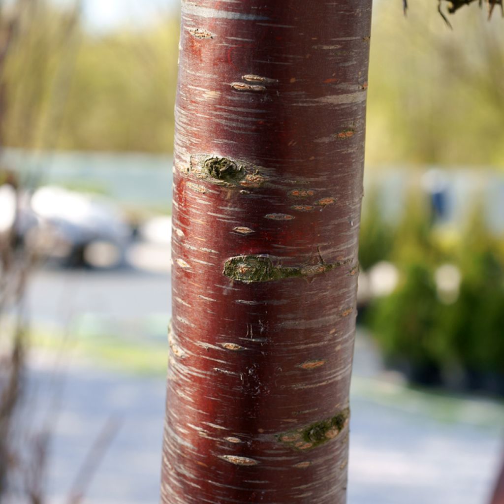 Cerisier à fleurs - Prunus subhirtella Pendula Rubra
