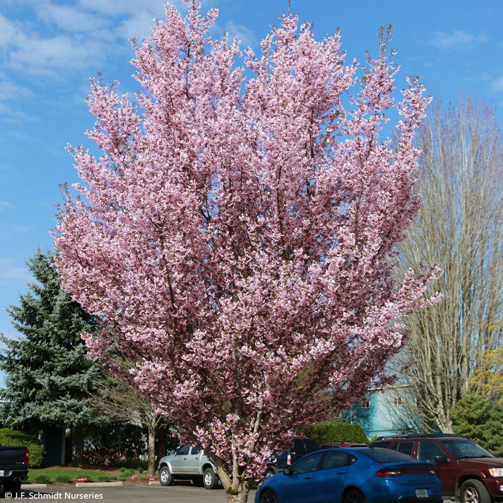 Prunus First Blush - Cerisier à fleurs