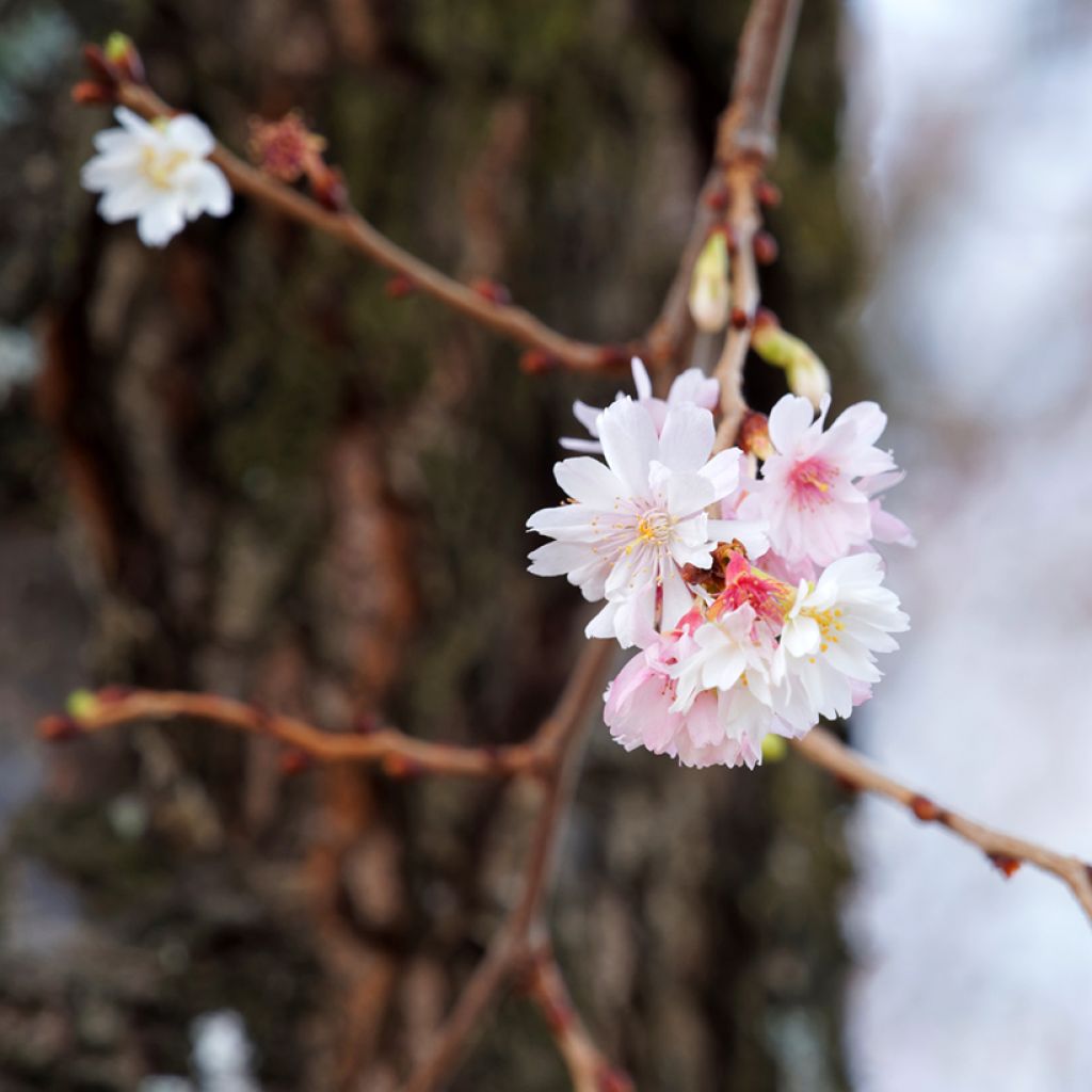 Cerisier à fleurs d'automne - Prunus subhirtella Autumnalis Rosea 