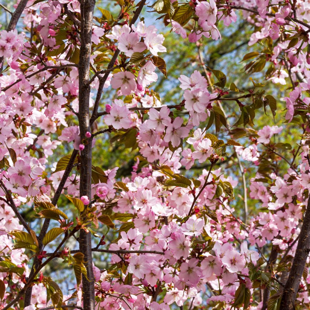 Cerisier à fleurs de Sargent - Prunus sargentii 