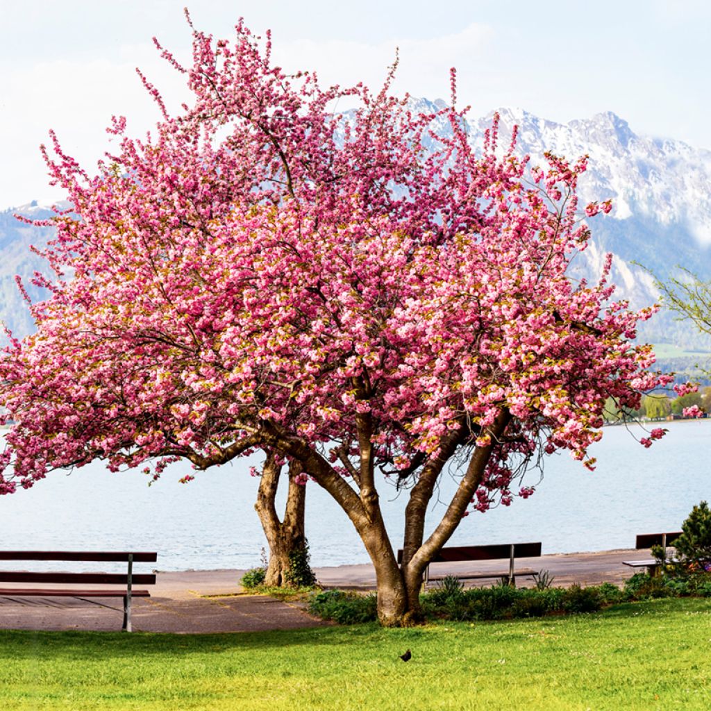 Cerisier à fleurs du Japon - Prunus serrulata Kanzan
