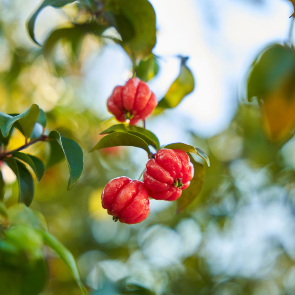 Cerisier de Cayenne - Eugenia uniflora