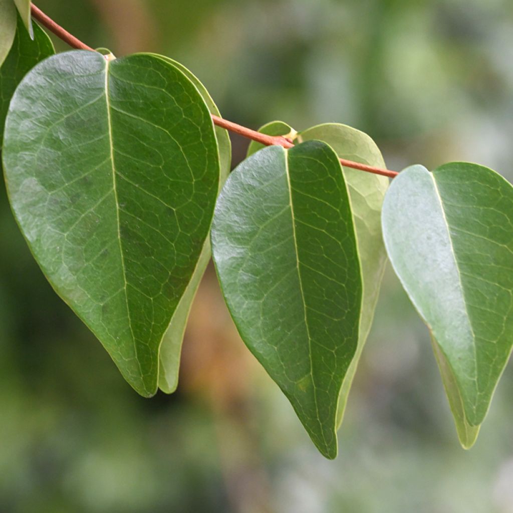 Cerisier de Cayenne - Eugenia uniflora