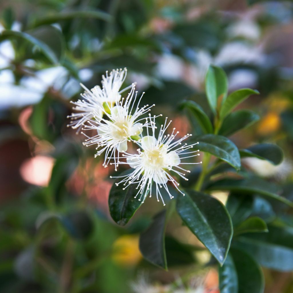 Cerisier de Cayenne - Eugenia uniflora