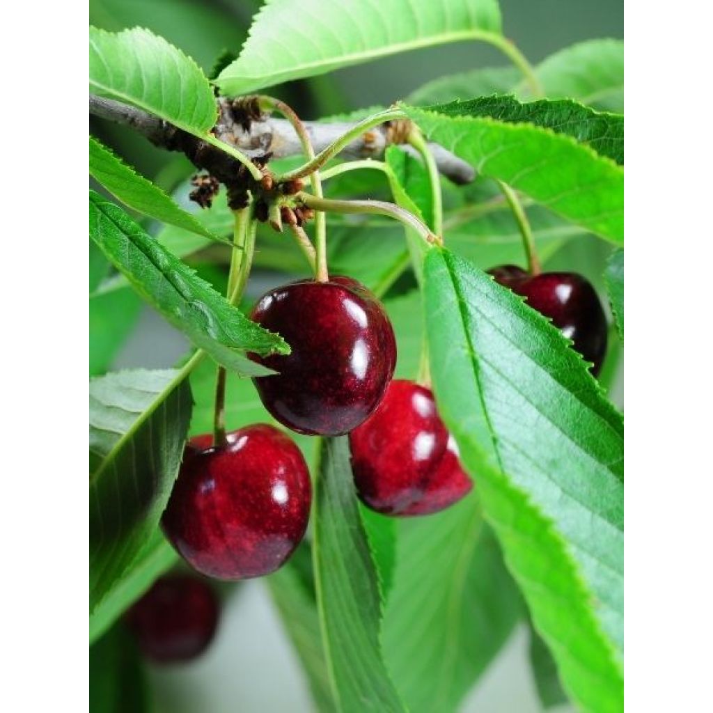 Cerisier nain Cherry Baby