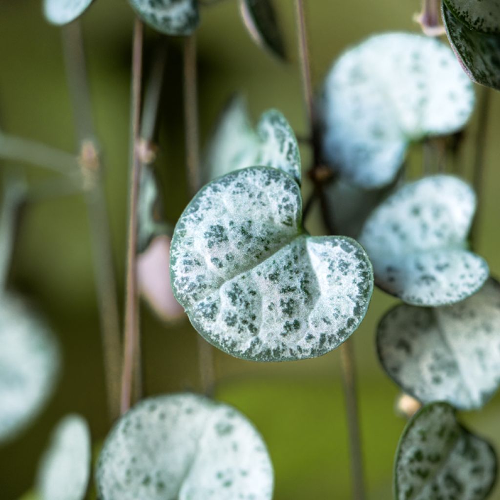 Ceropegia woodii - Chaîne des cœurs