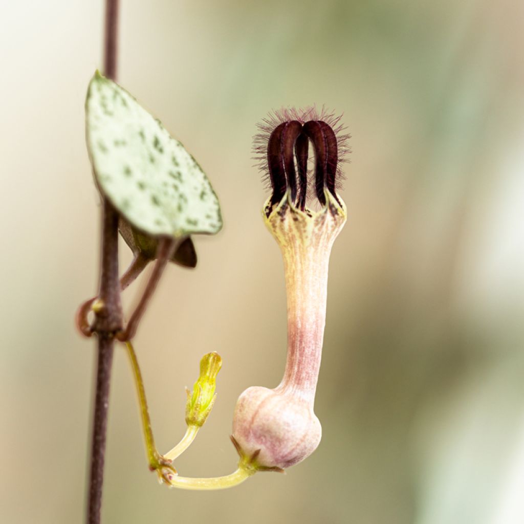 Ceropegia woodii - Chaîne des cœurs