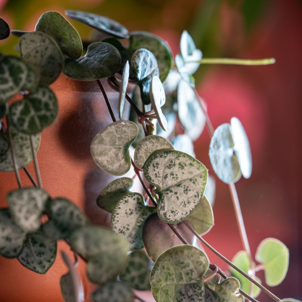 Ceropegia woodii - Chaîne des cœurs
