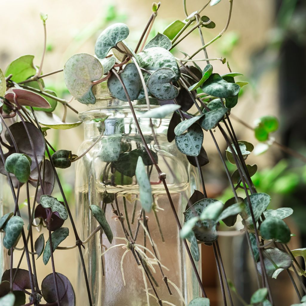 Ceropegia woodii - Chaîne des cœurs