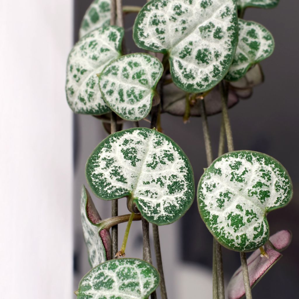 Ceropegia woodii - Chaîne des cœurs