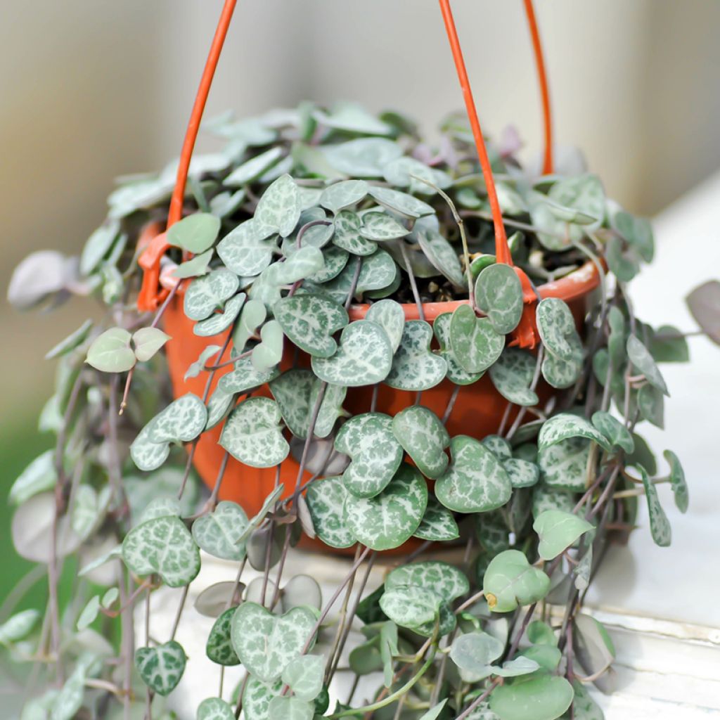 Ceropegia woodii - Chaîne des cœurs