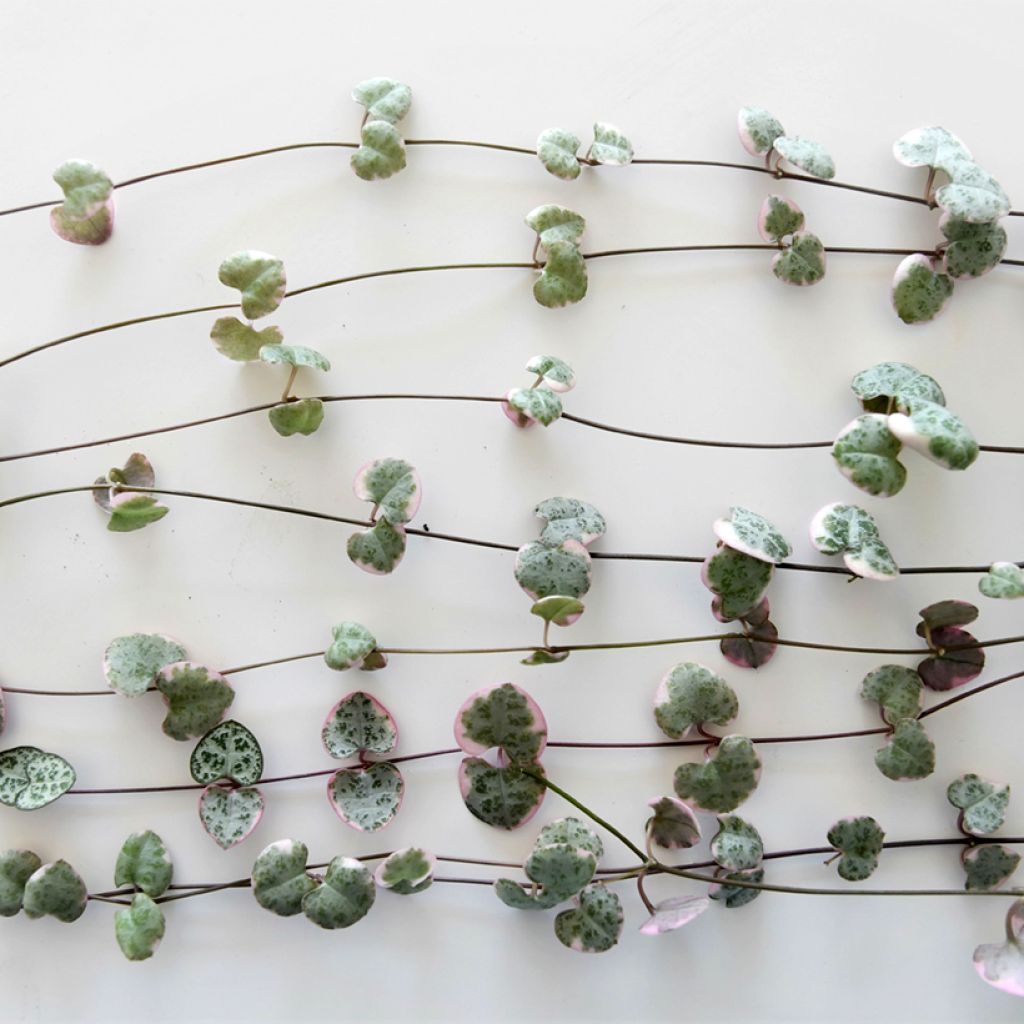 Ceropegia woodii Variegata - Chaîne des coeurs