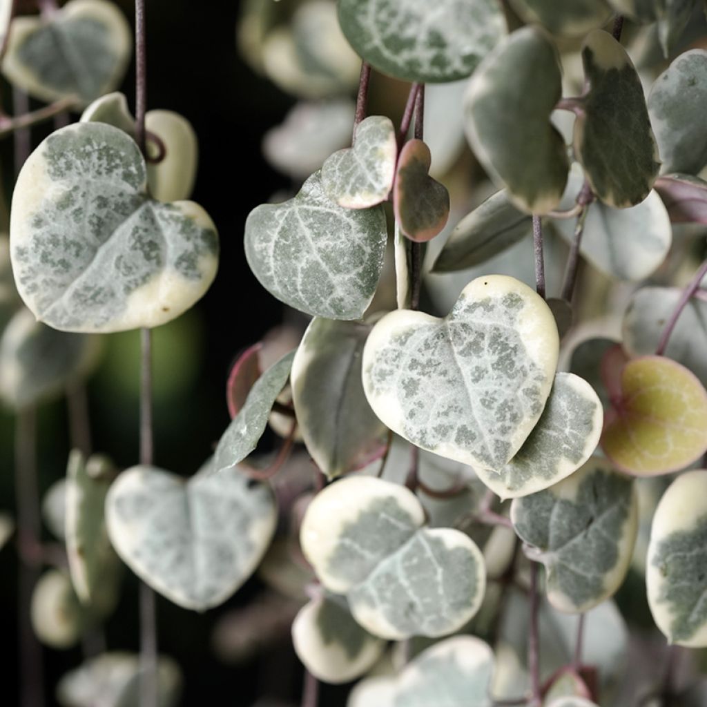 Ceropegia woodii Variegata - Chaîne des coeurs