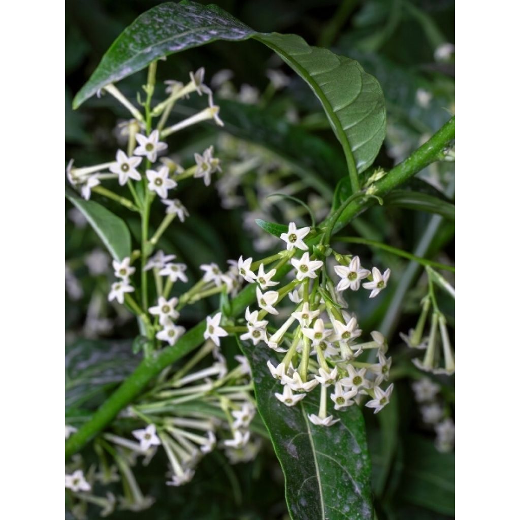 Cestrum nocturnum - Galant de nuit, Cestreau nocturne