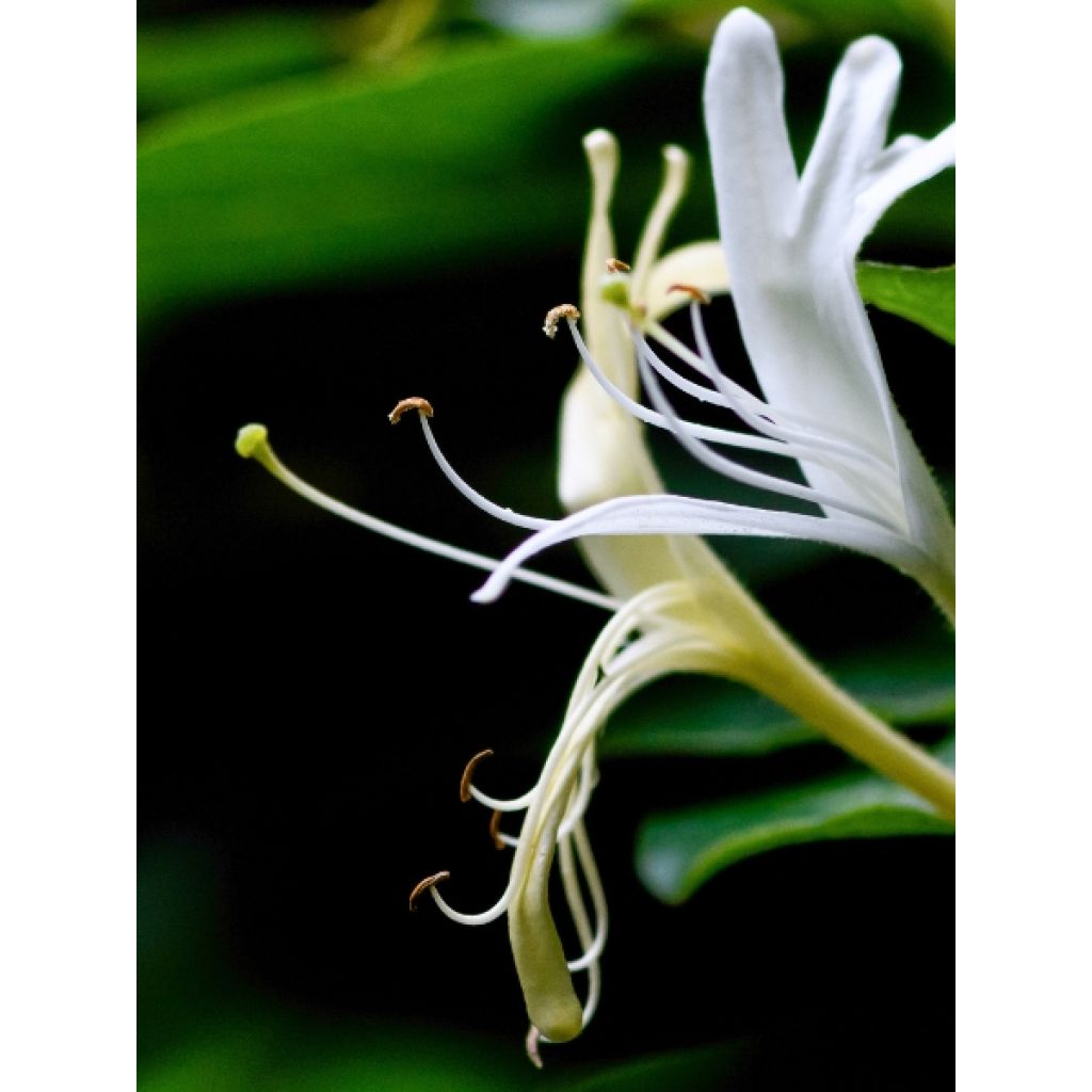 Chèvrefeuille du Japon Halliana - Lonicera japonica