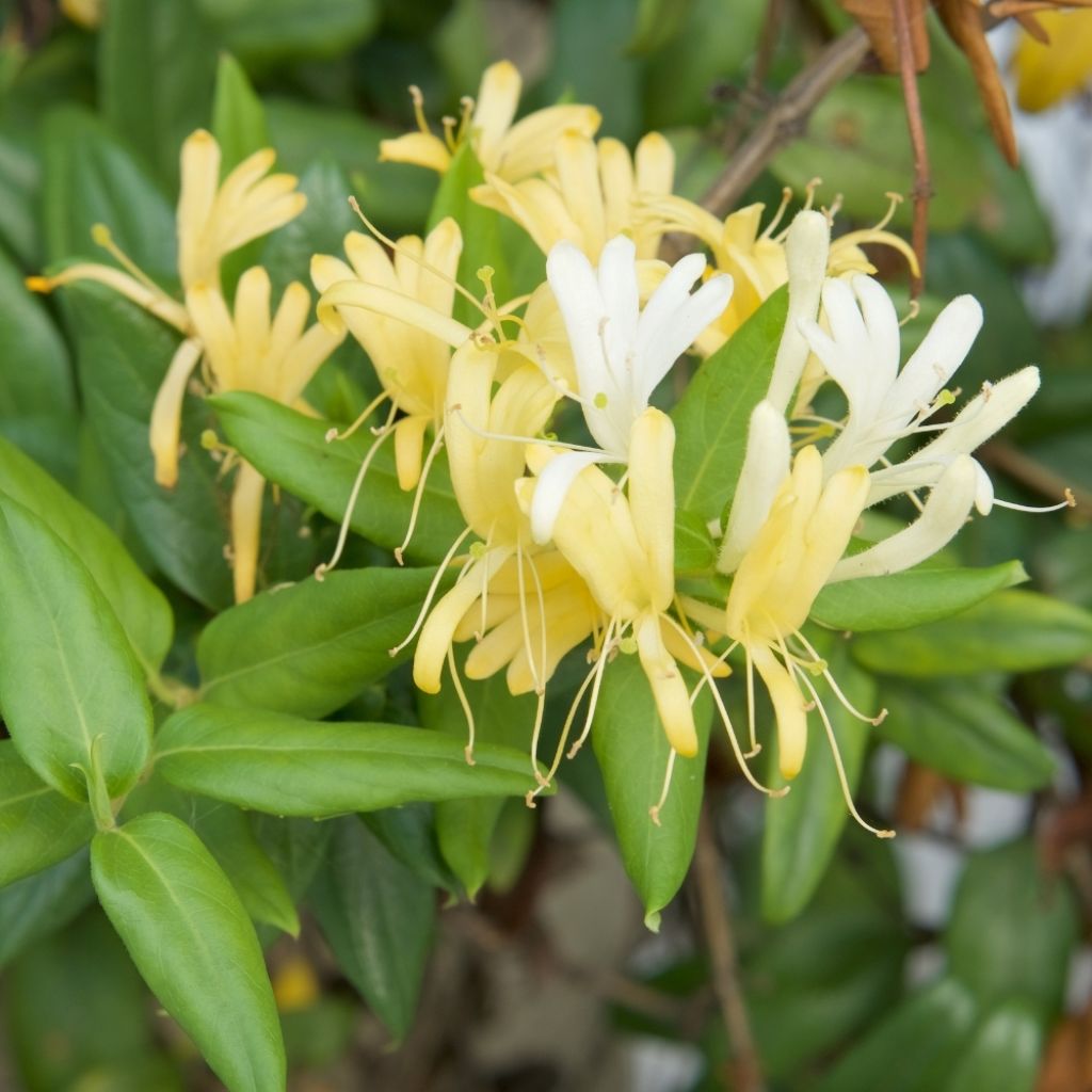 Chèvrefeuille du Japon Halliana - Lonicera japonica