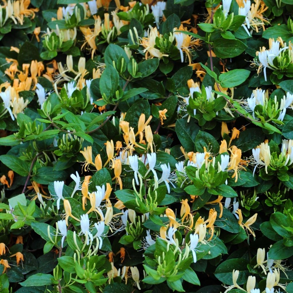 Chèvrefeuille du Japon Halliana - Lonicera japonica