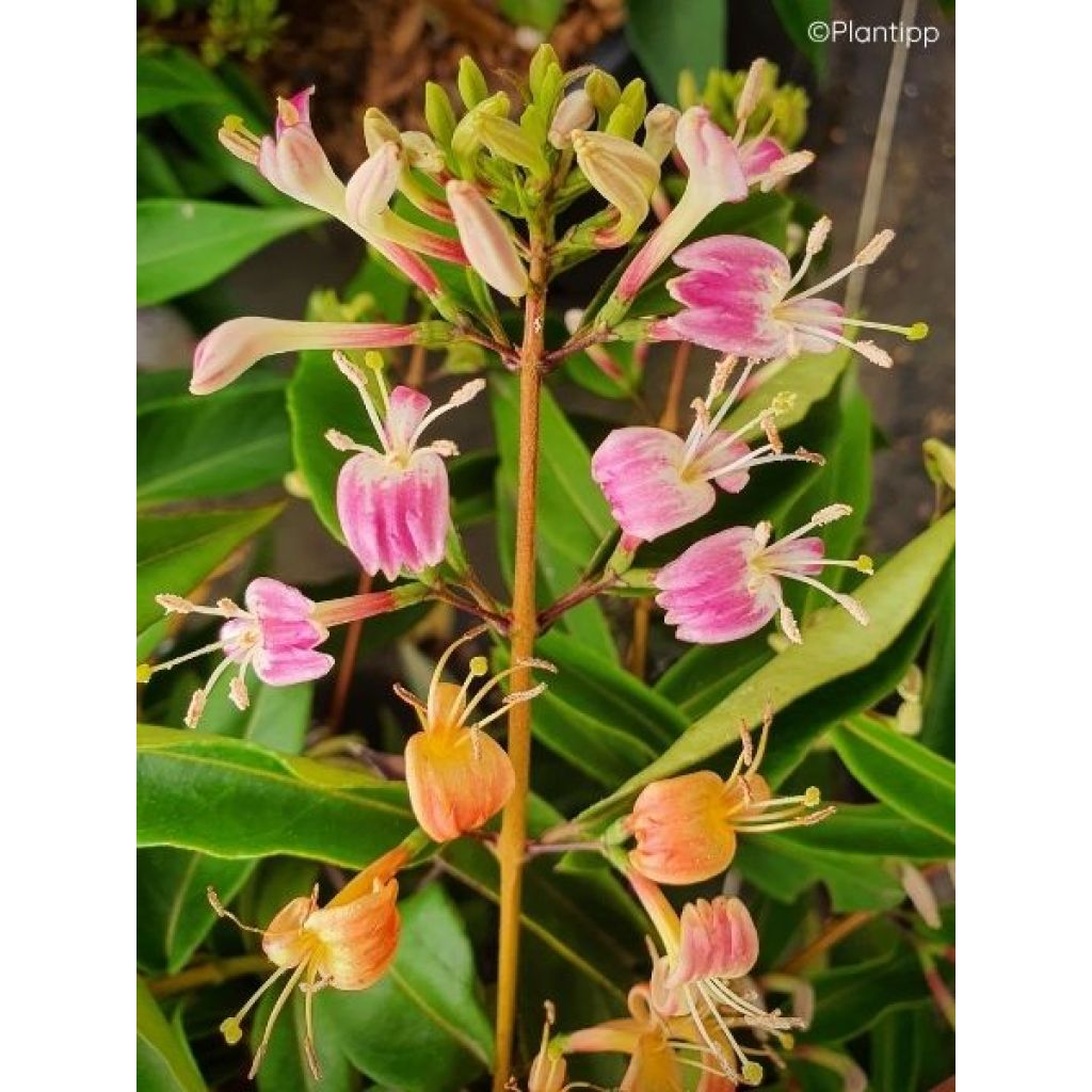 Chèvrefeuille hybride - Lonicera Marinella