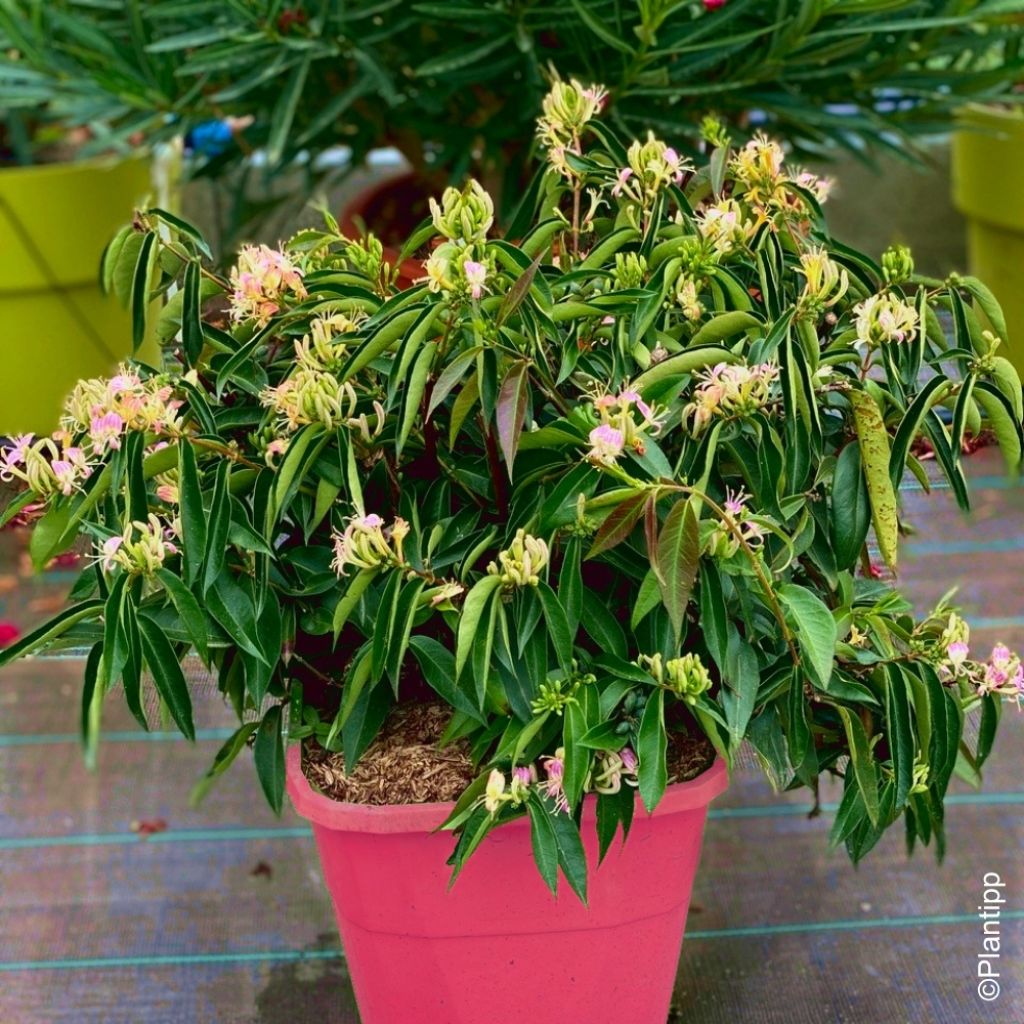 Chèvrefeuille hybride - Lonicera Marinella