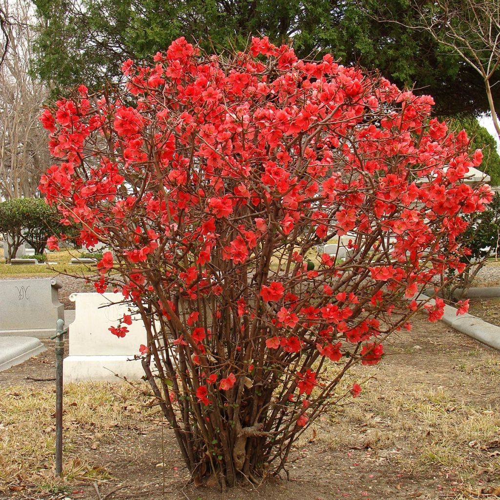 Cognassier du Japon - Chaenomeles x superba Texas Scarlet