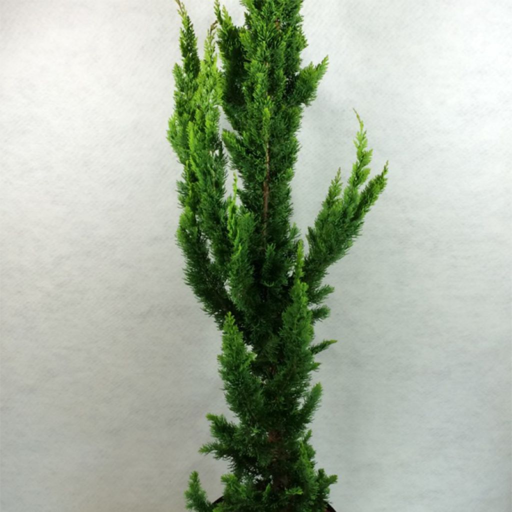 Chamaecyparis lawsoniana Yellow Spire - Cyprès de Lawson nain        