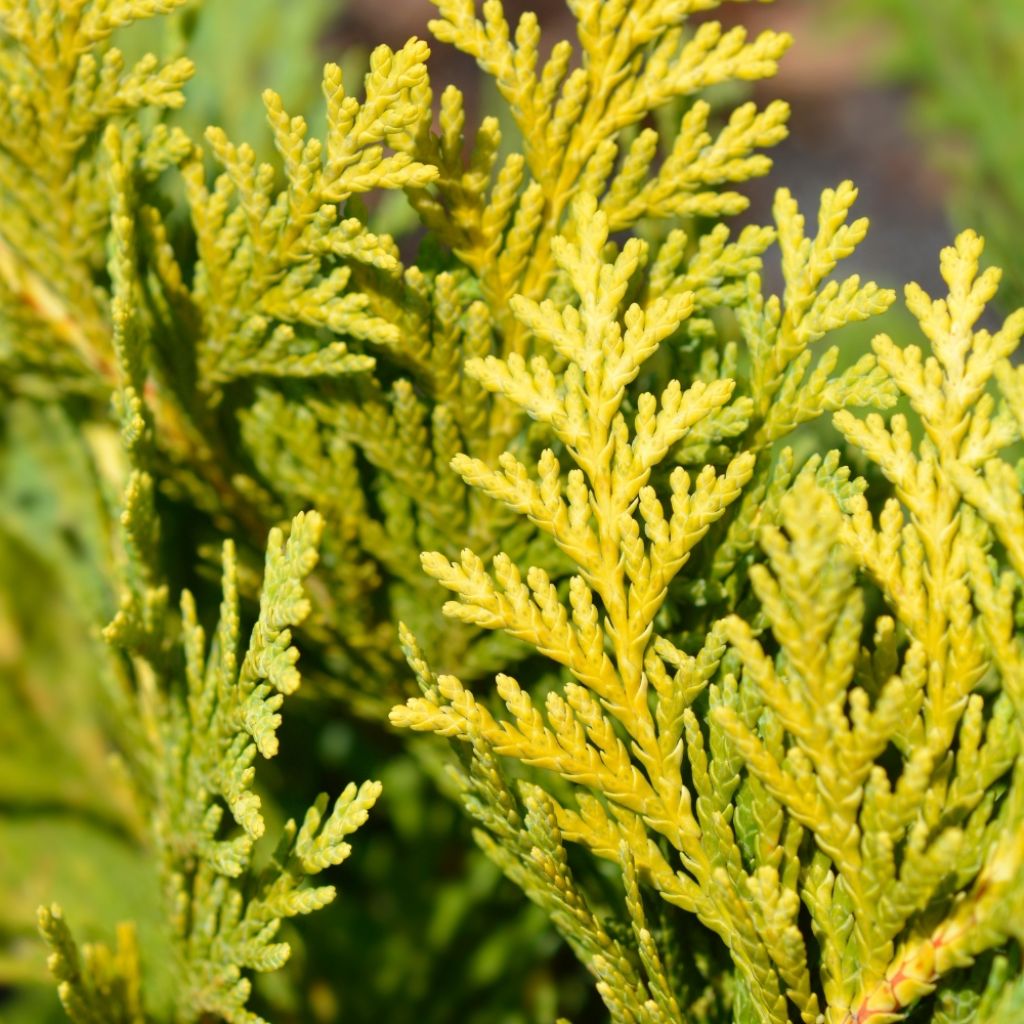 Chamaecyparis lawsoniana Ellwood's Gold -Cyprès de Lawson 