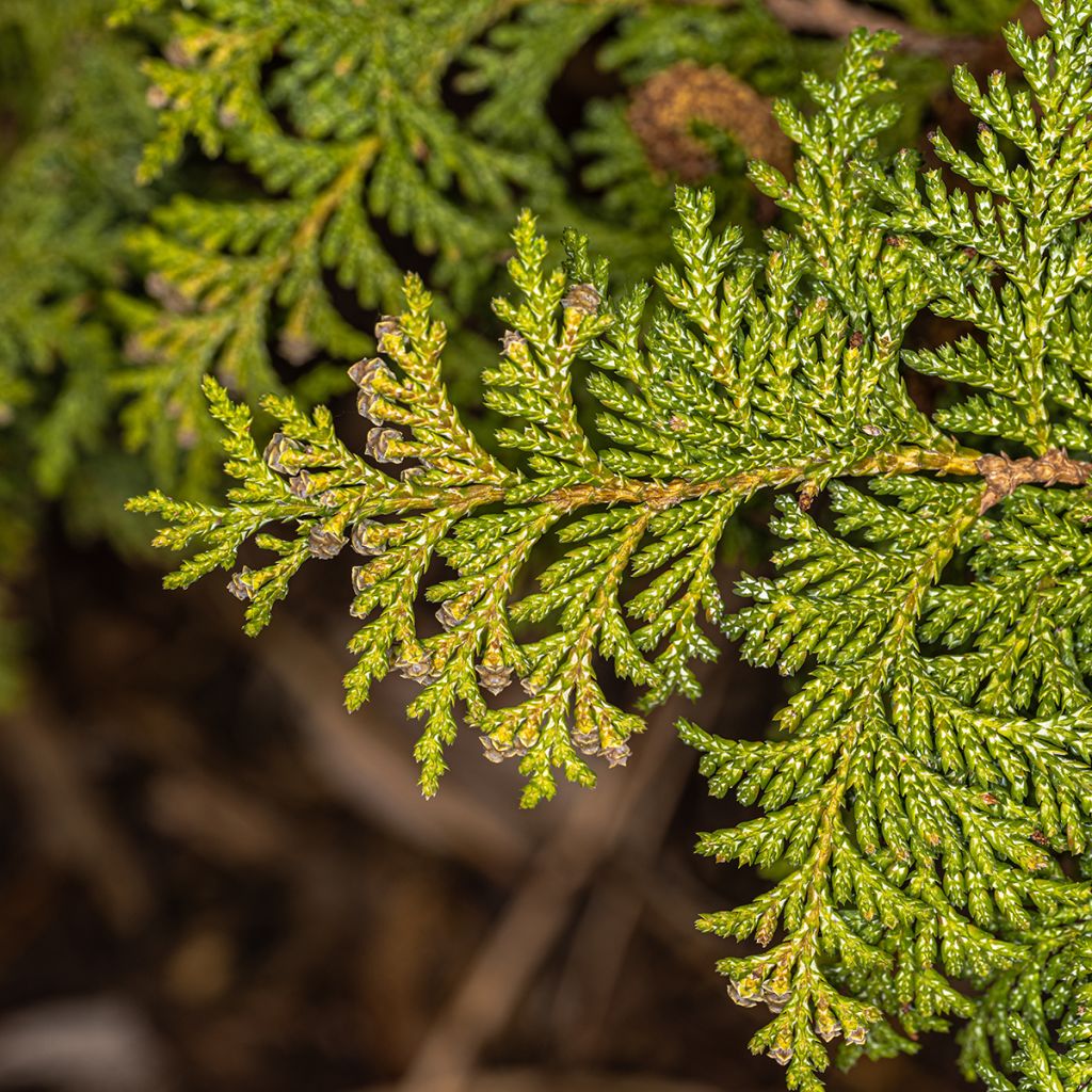 Chamaecyparis pisifera Golden Pincushion - Cyprès Sawara