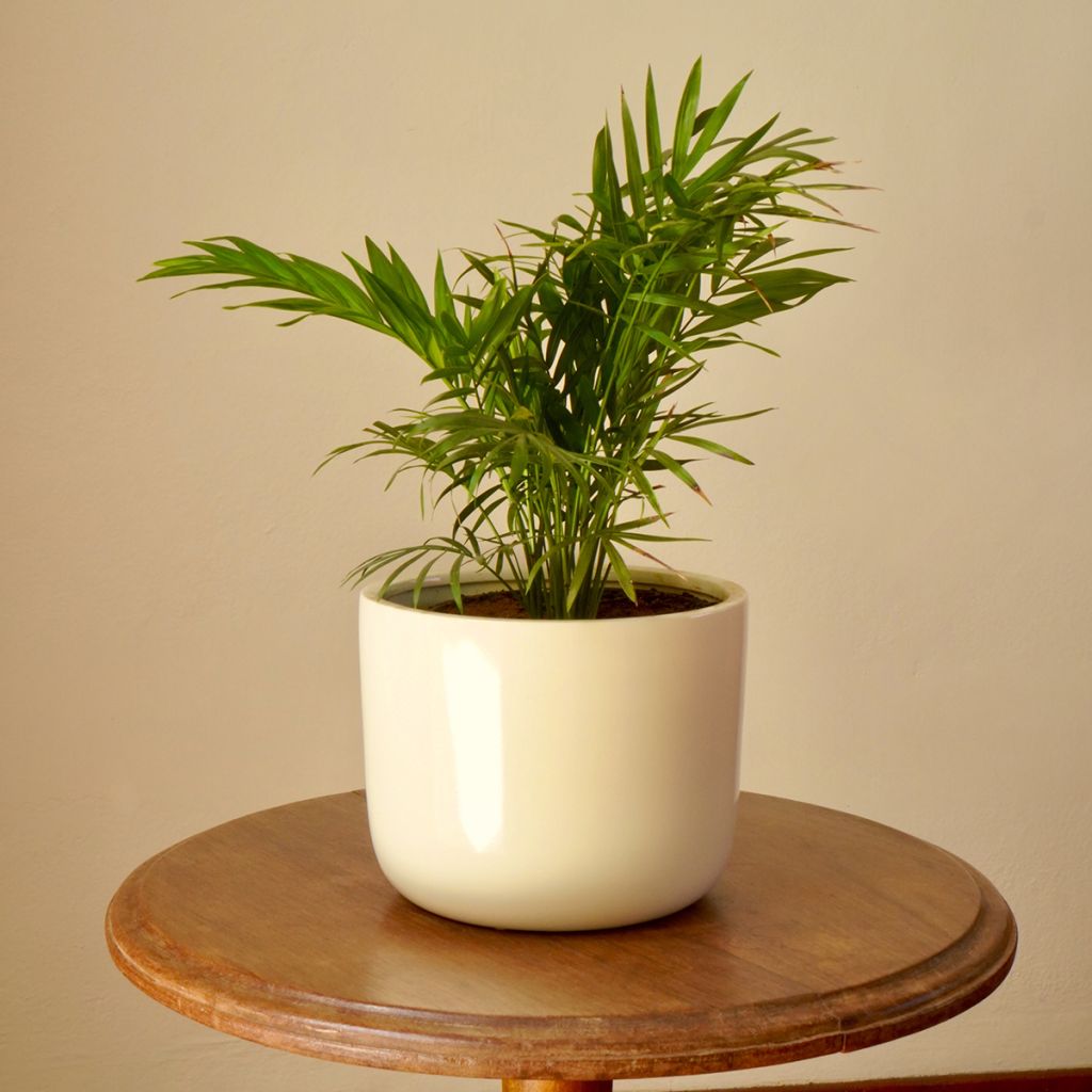 Chamaedorea elegans - Palmier nain d'appartement